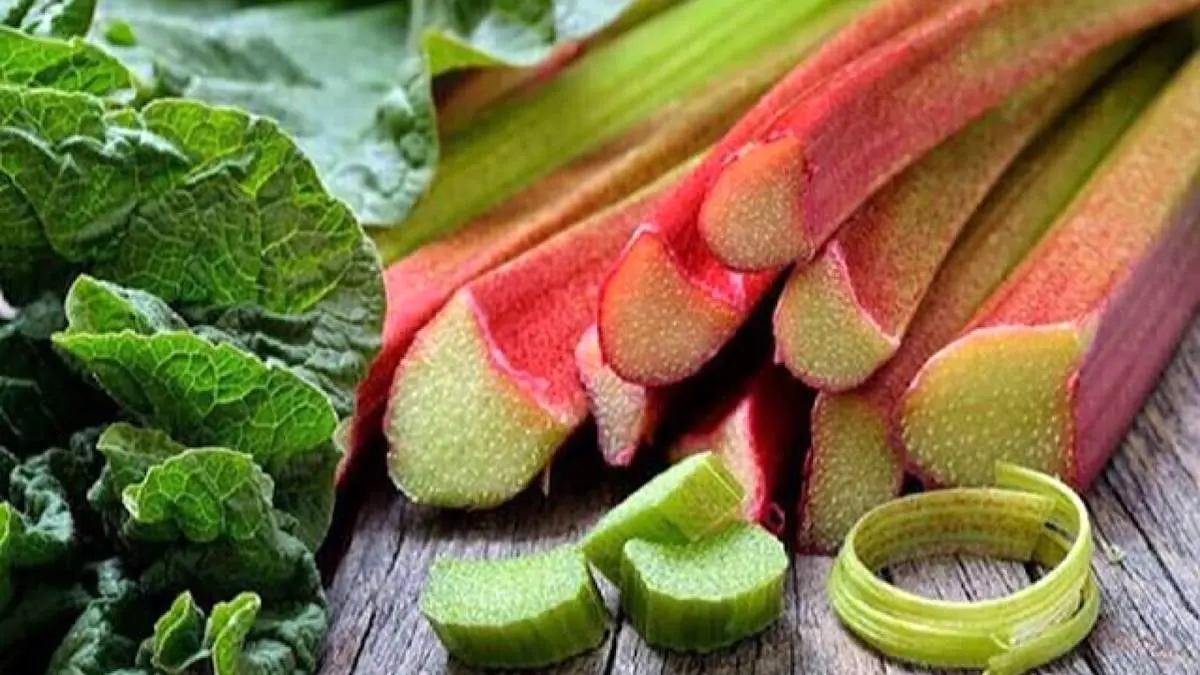 ریواس سبزی فصل بهار را فراموش نکنید