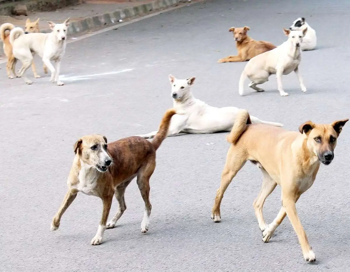 کشور ۳ میلیون سگ سرگردان ولگرد دارد!