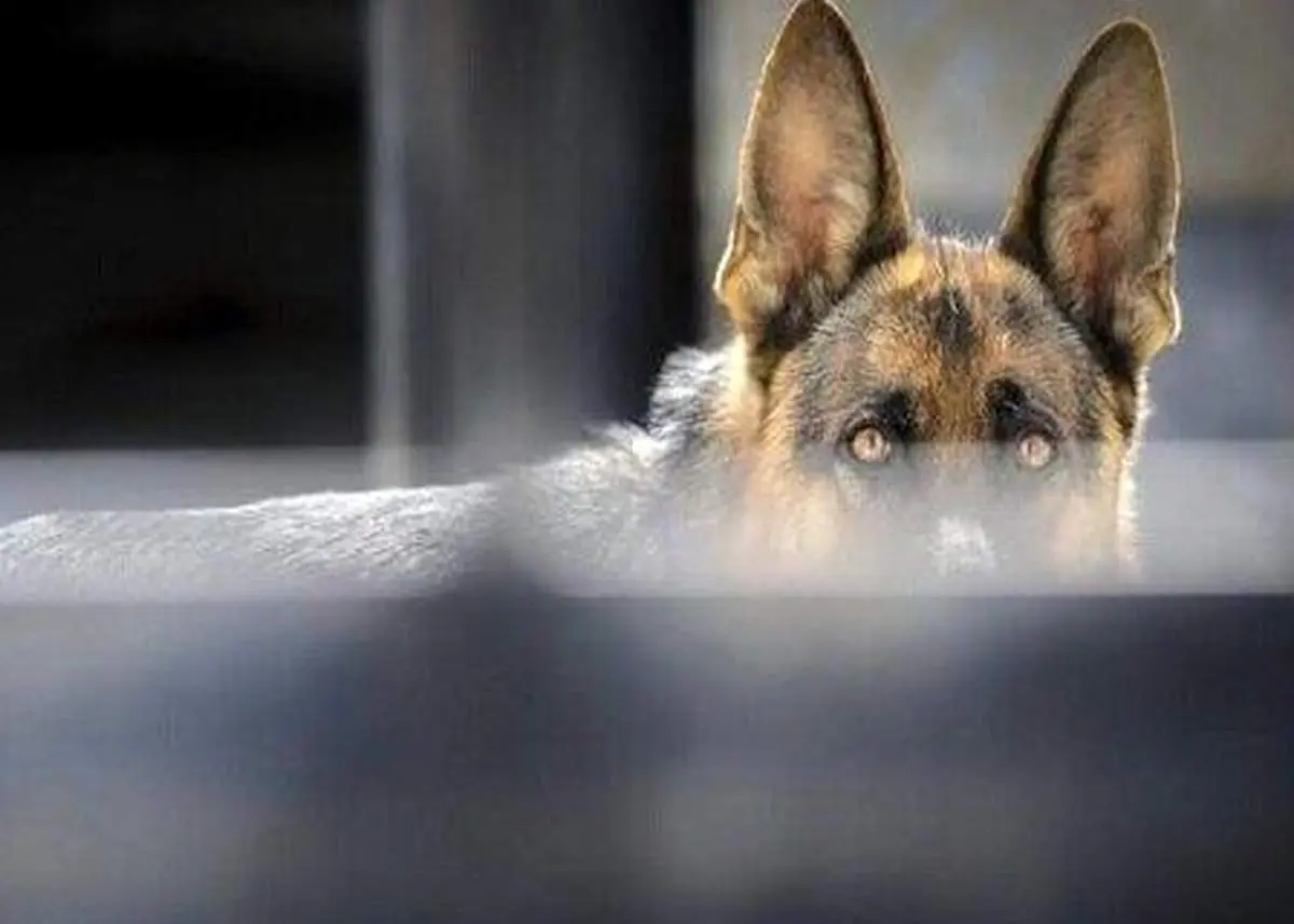 کودک ۶ ساله در سردشت از ناحیه سر مورد حمله سگهای ولگرد قرار گرفت