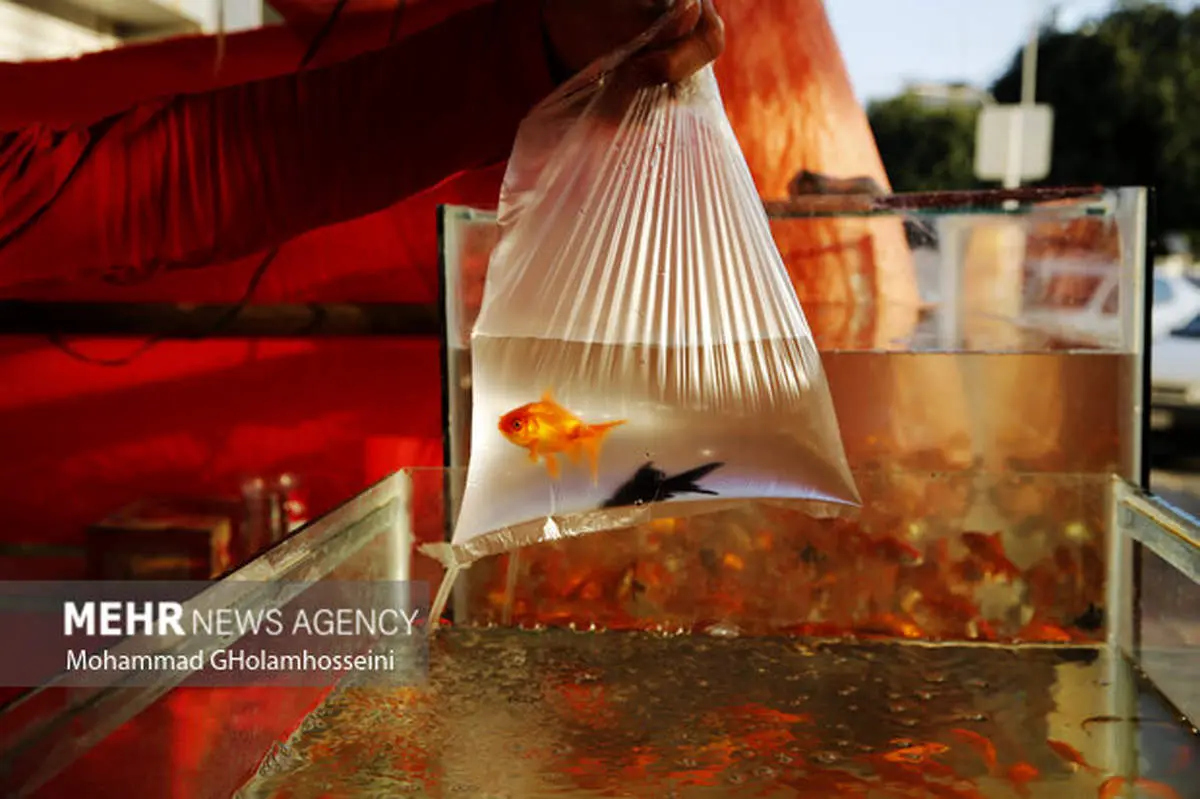 ماهی قرمز لکه دار و بیمار نخرید