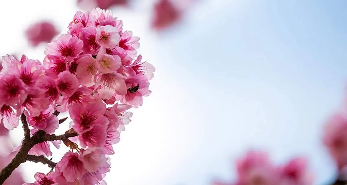 چرا بهار حالمان را خوب میکند؟ / تأثیر فصل بهار بر هورمونها