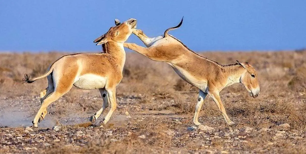  گورخرهای ایرانی هم درگیر شدند/ این تصاویر عجیب را ببینید