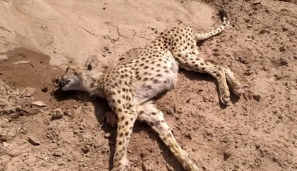 تلف شدن یک یوزپلنگ؛ دیگر این بار در یزد