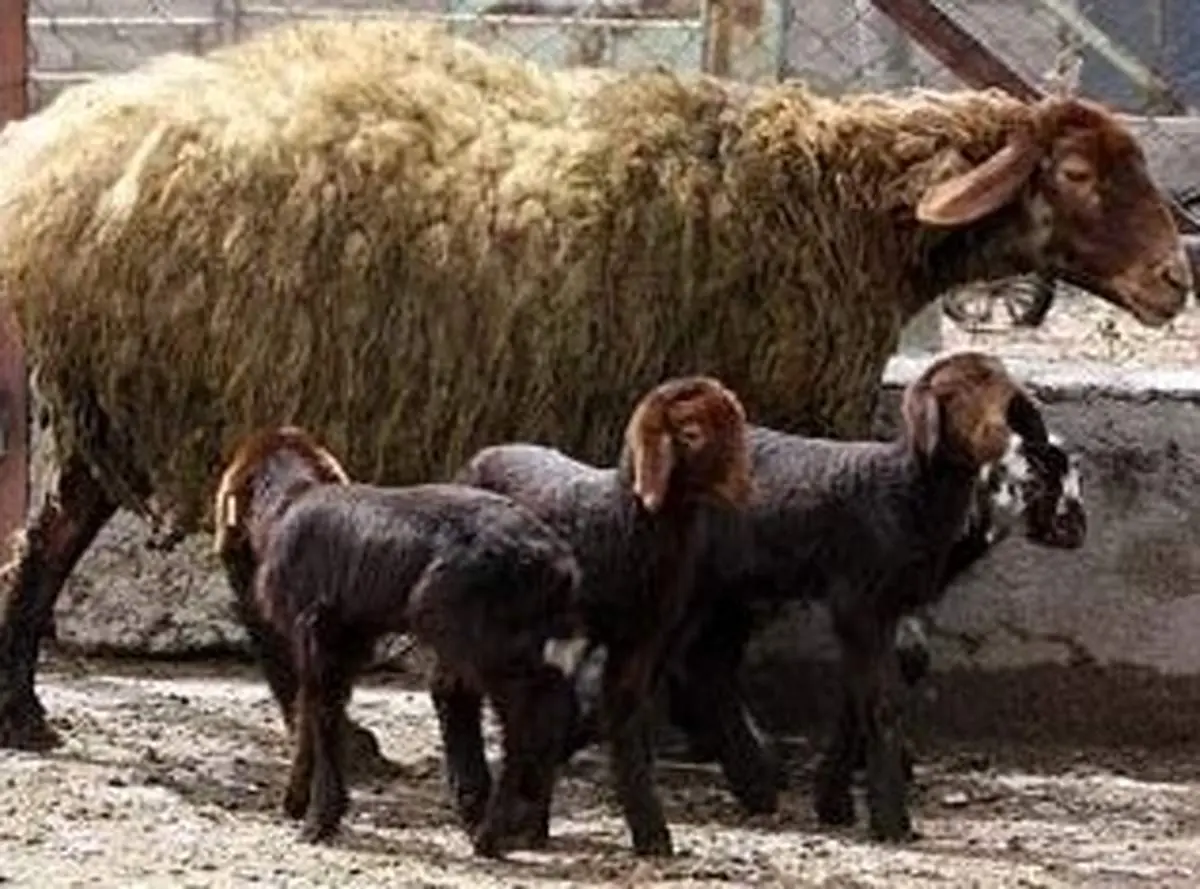 حق بیمه گاو، اسب، قاطر، گوسفند و بز  چند است؟