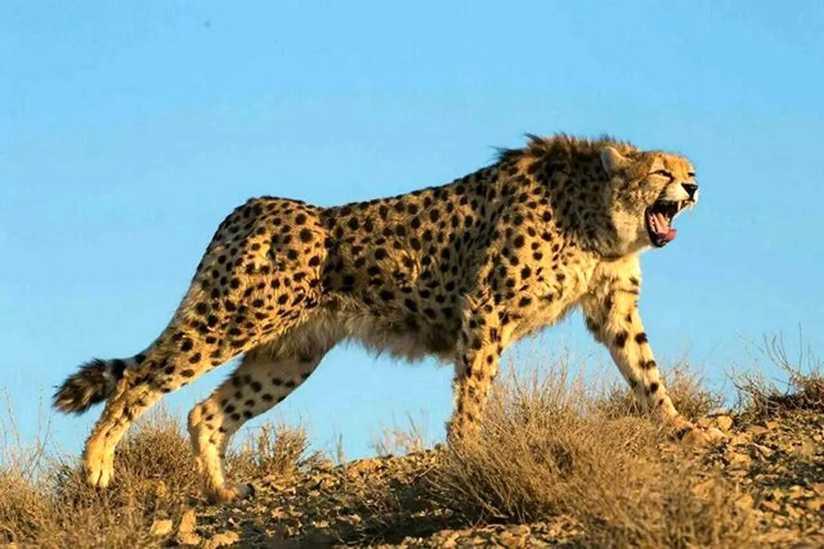 یوز آسیایی در خراسان رویت شد!