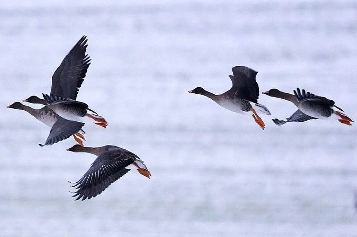 پرندگان مهاجر ترانه خوان نشده اند!