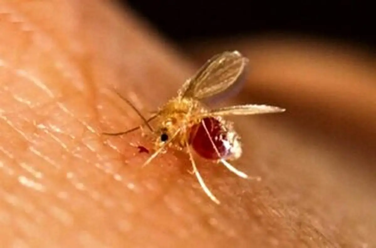 بیماریی که سالانه بین هزار تا دو هزار نفر به آن مبتلا میشوند