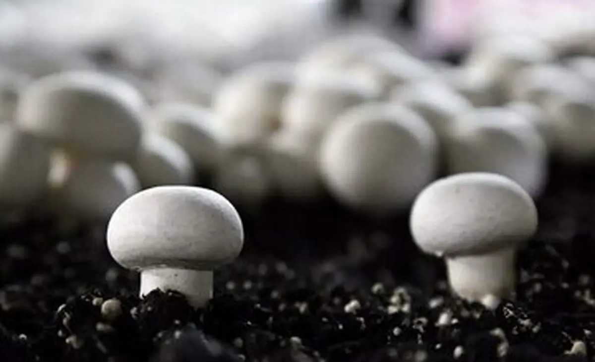 از طبیعت قارچ برداشت کنیم یا خیر؟