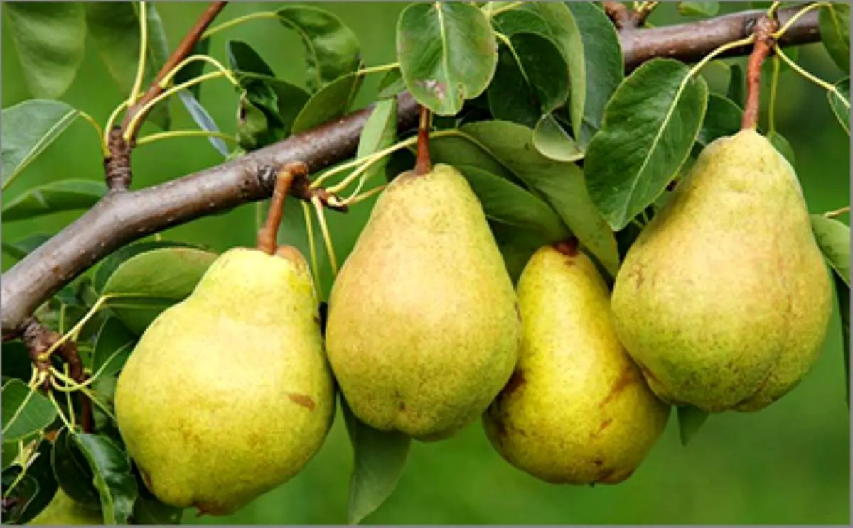 میوهای مفید برای کاهش «کلسترول بد»