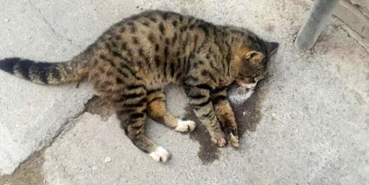 مجازات حبس و جریمه نقدی در انتظار حیوان آزاران