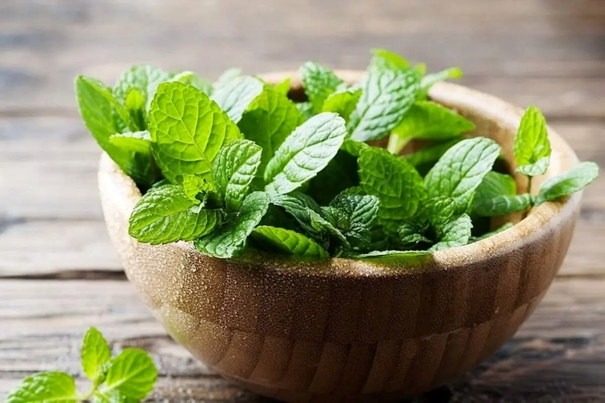 نعناع/ گیاهی با خواص شگفتانگیز برای سلامت بدن و ذهن