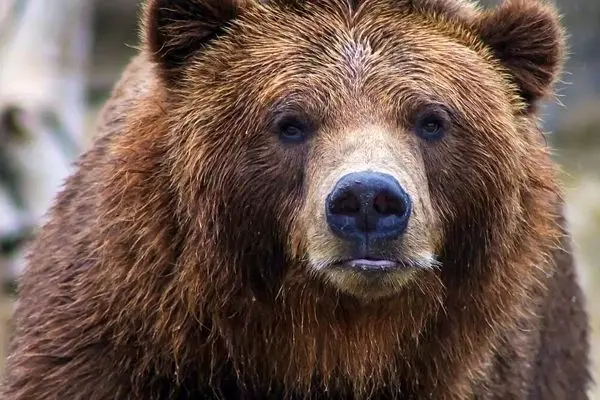 حمله خرس به یک مرد در مازندران