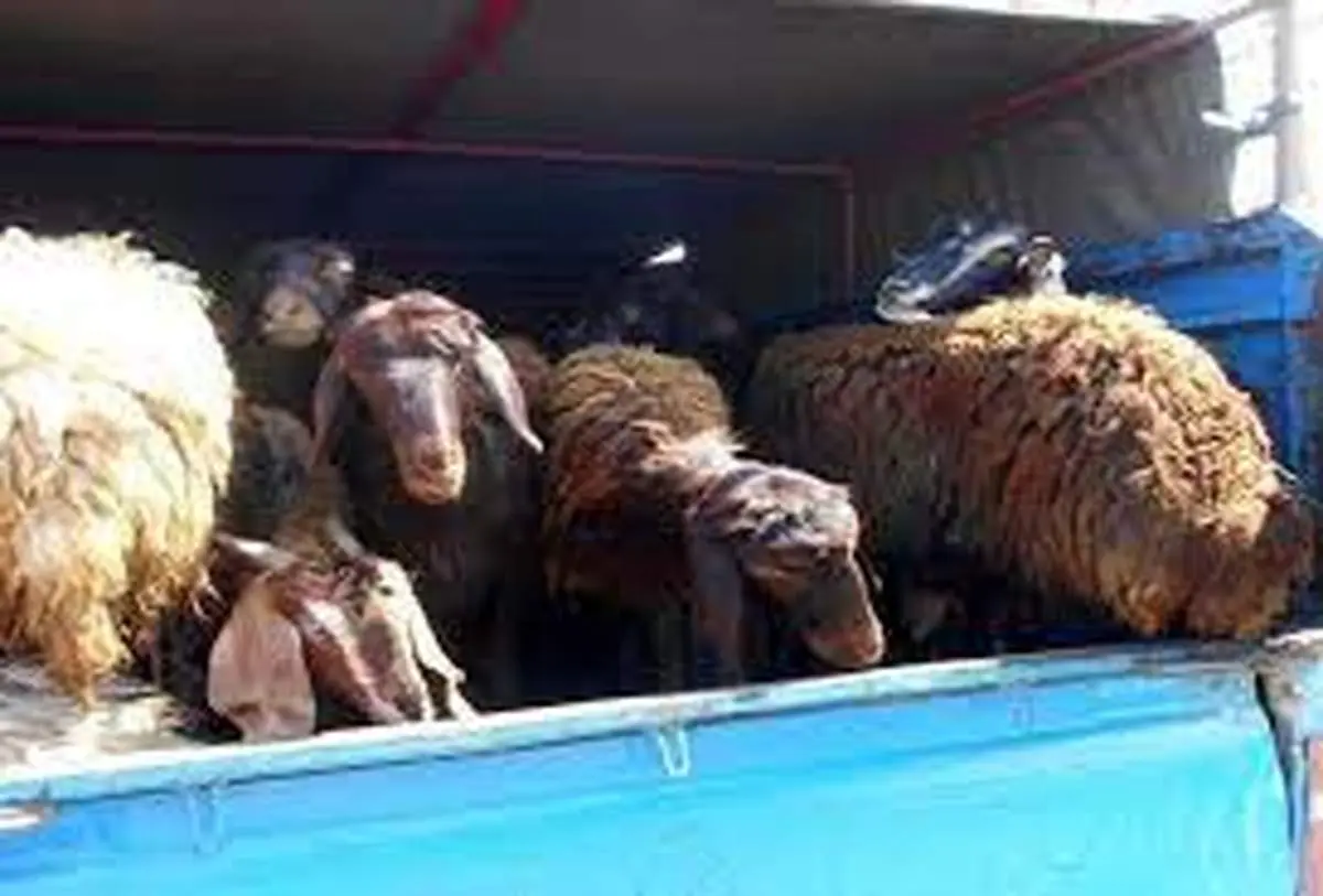قاچاقچیان گوسفندها را به دریا ریختند