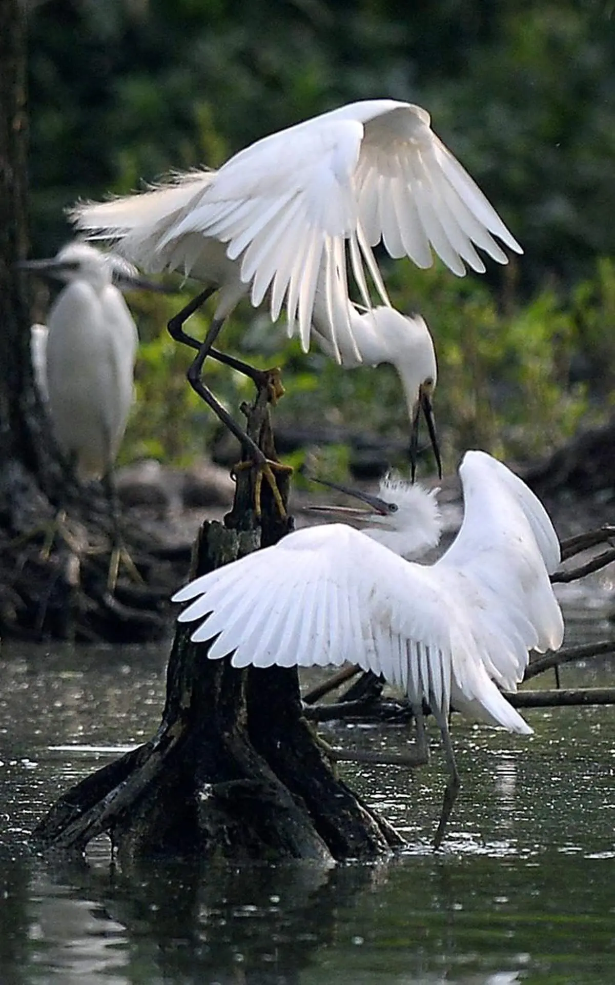 خنده دار اما واقعی: جر و بحث پرنده ها با هم!