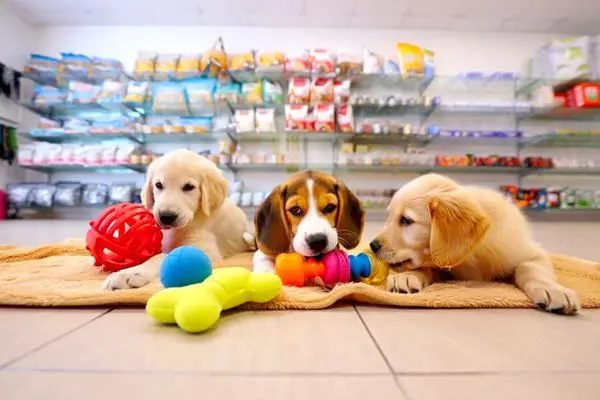 شرایط تاسیس پت شاپ چیست؟