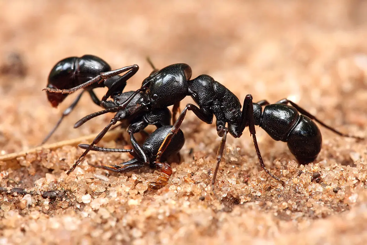 مورچه ها چطور زخم ها را درمان می کنند؟