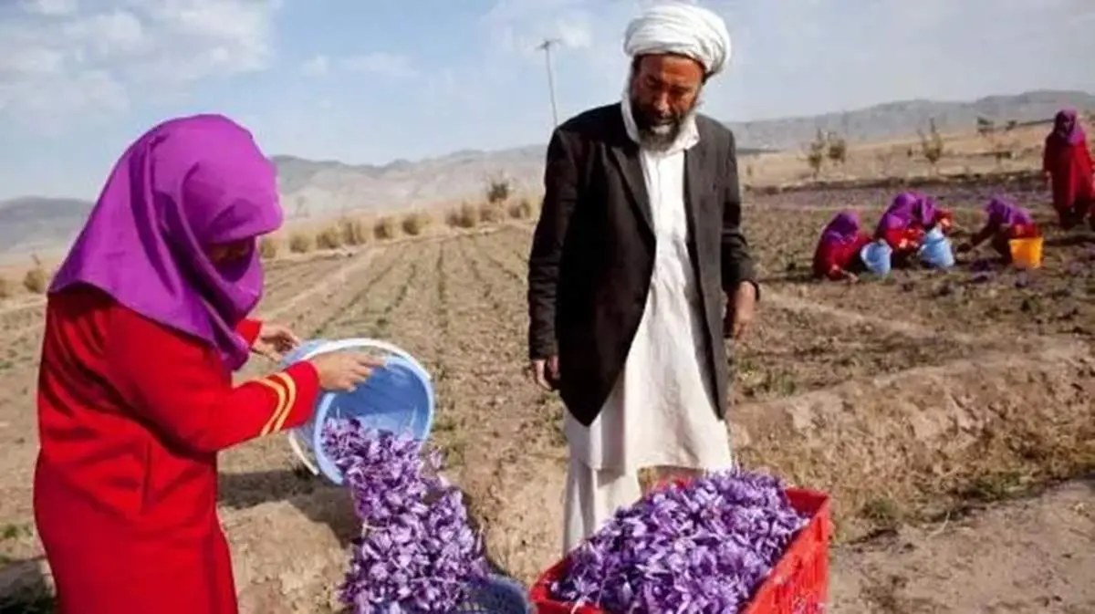 متلک نیشدار مسئول طالبان به ایران خبرساز شد