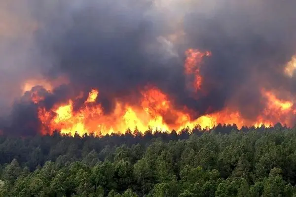آتش سوزی گسترده در جنگل‌های جاده چالوس/ درخواست محیط‌زیست برای اعزام فوری بالگرد