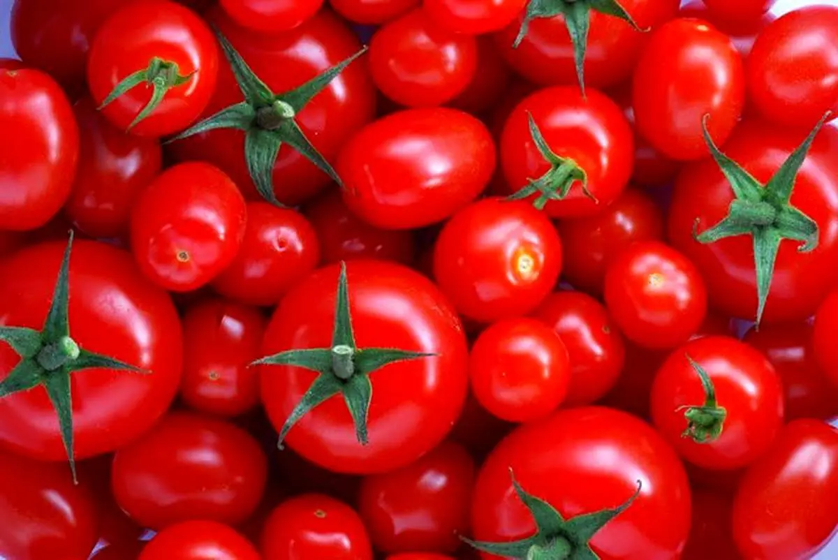 گوجه فرنگی ارزون میشه