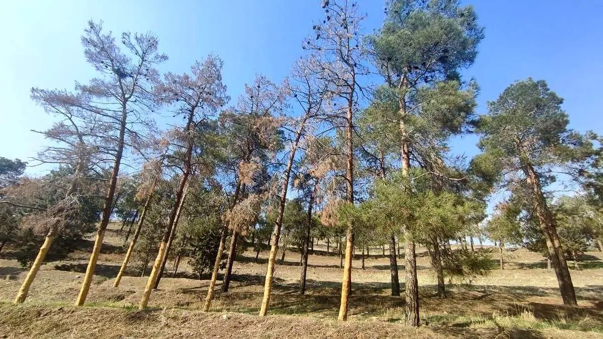 مدیریت دوگانه و بیاطلاعی