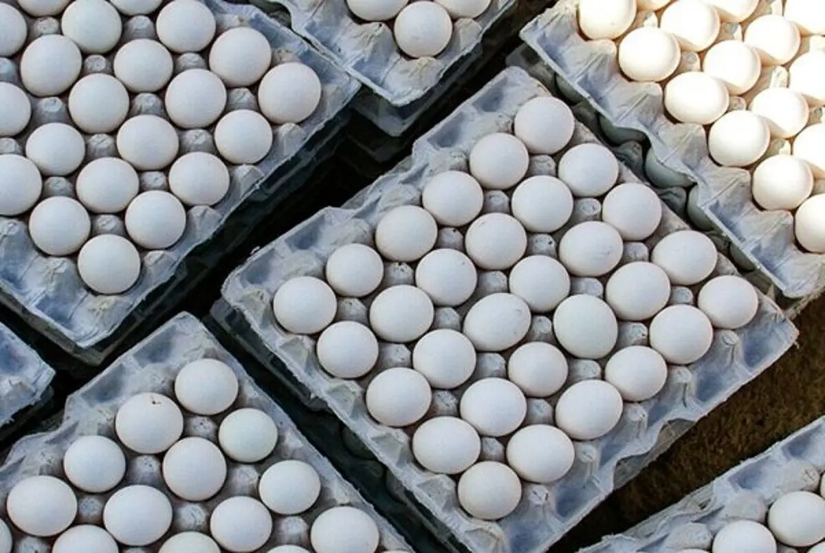 از کجا تخم مرغ ارزان بخریم؟