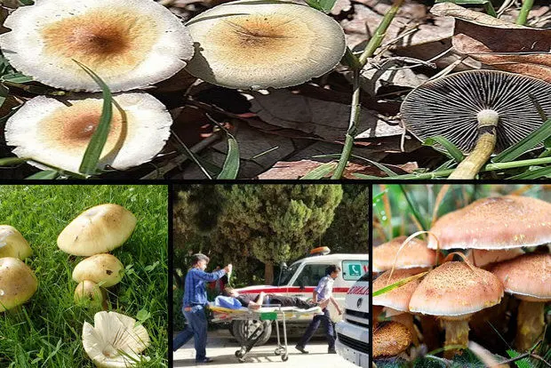 هشدار / خوردن قارچ سمی خودرو روزانه قربانی می‌گیرد