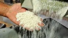 قیمت برنج پاکستانی دو برابر هندی شد