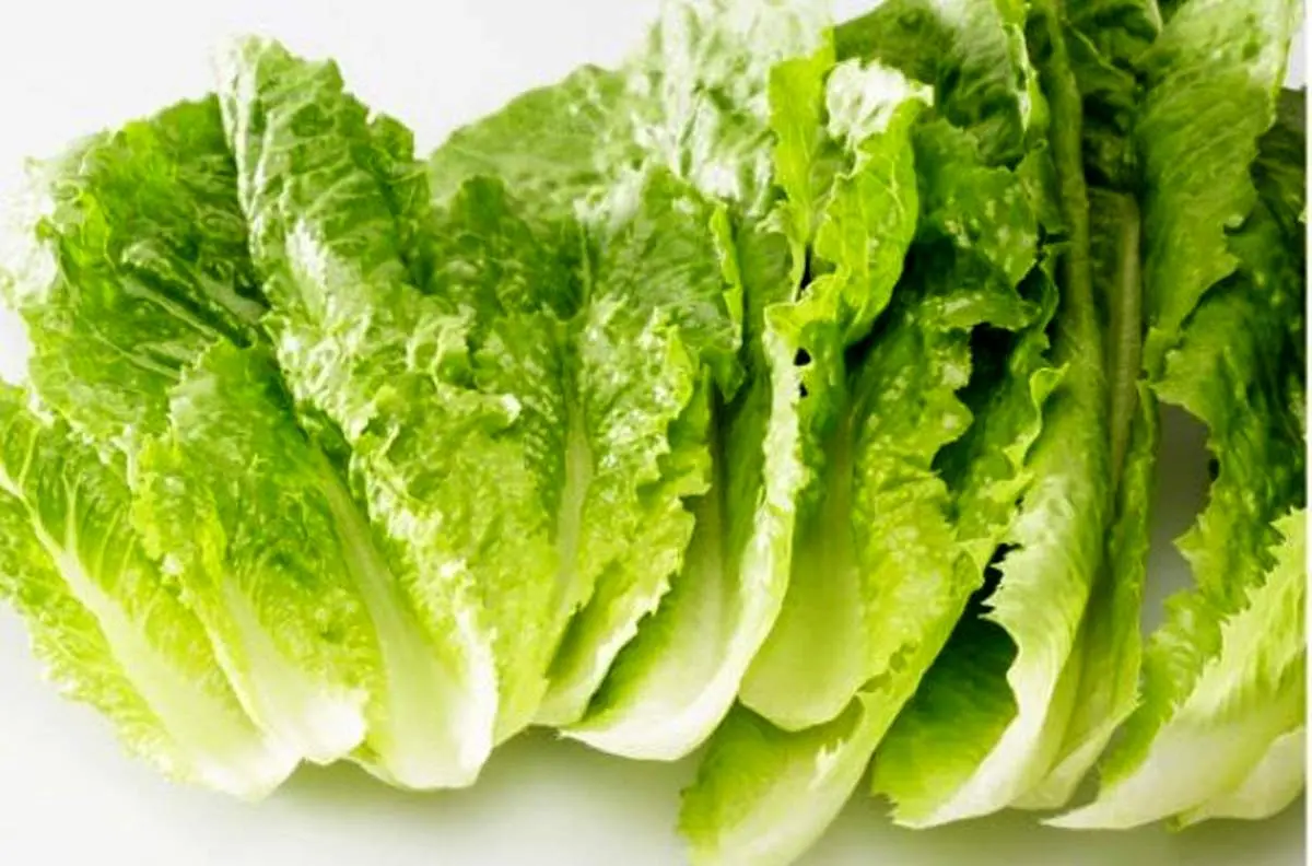کاهوی زنگ زده را چه کار کنیم؟