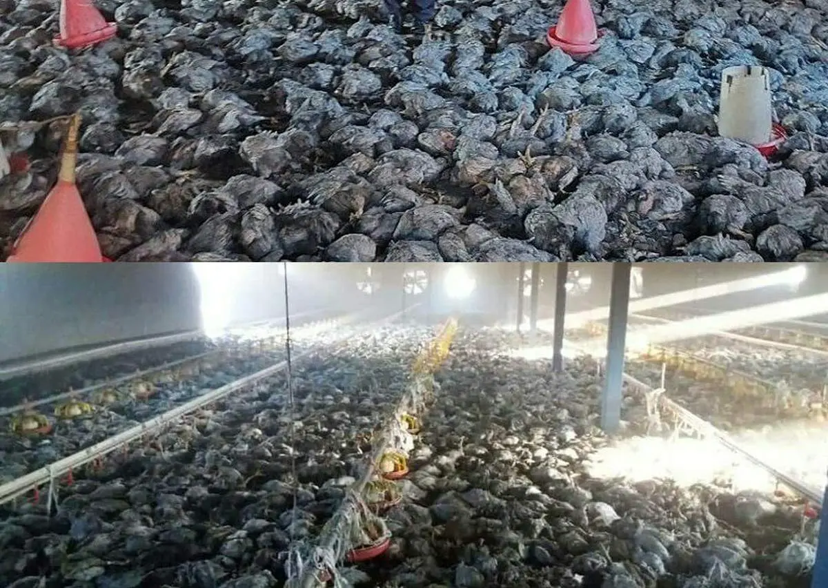 آتش‌سوزی در مرغداری سنتی میرآباد/  ۸ هزار قطعه مرغ تلف شد