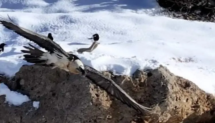 «همای سعادت» یک بار دیگر مردم غافلگیر کرد