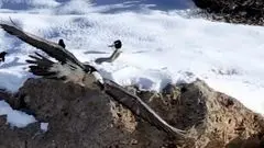 «همای سعادت» یک بار دیگر مردم غافلگیر کرد