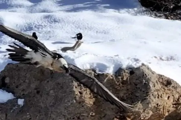 «همای سعادت» یک بار دیگر مردم غافلگیر کرد