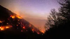 ببینید/ صدای حیوانات گرفتار آتش در جنگل‌های الیت