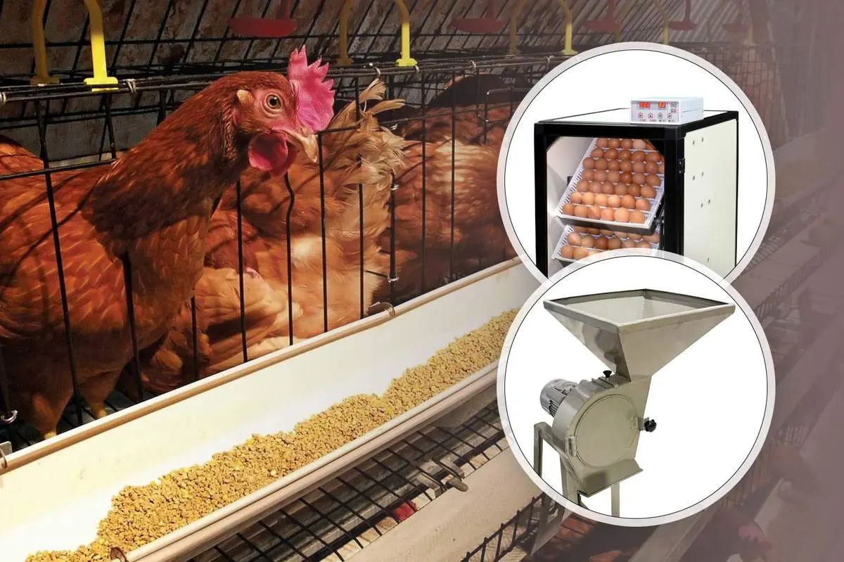 چگونه با خرید دستگاه جوجهکشی و تجهیزات مرغداری، مرغداری با بازده بالا راهاندازی کنیم؟