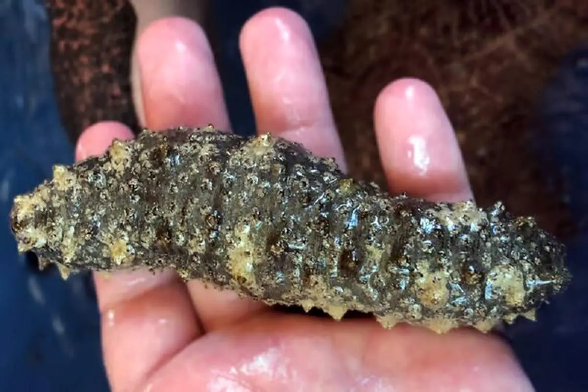 کلید درمان سرطان  پیدا شد