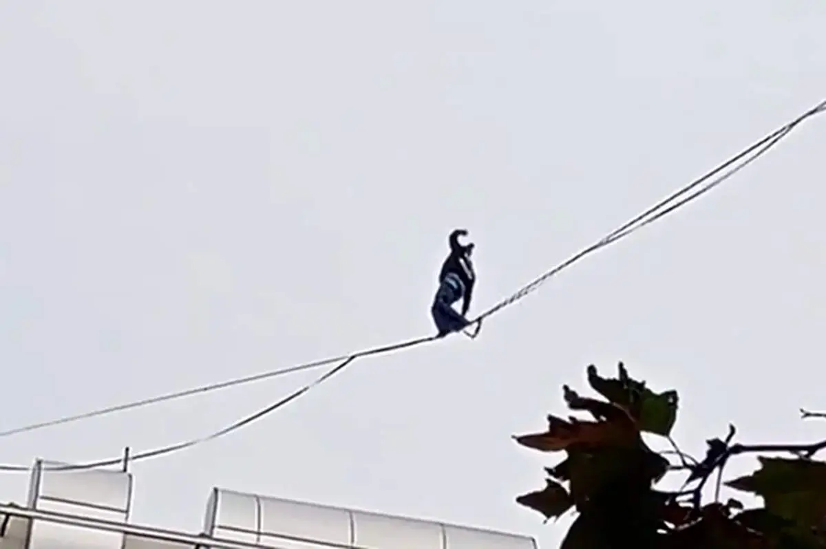 ببینید/ حرکت خطرناک دختر جوان روی سیم‌های معلق بین ساختمان
