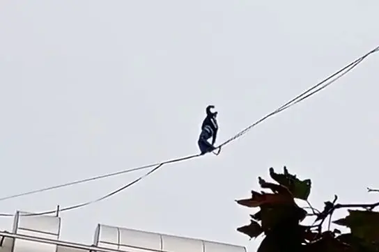 ببینید/ حرکت خطرناک دختر جوان روی سیم‌های معلق بین ساختمان