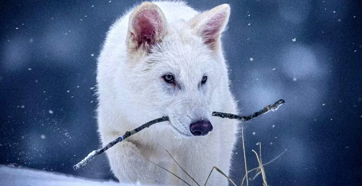 
بازگشت گرگ مقرض شده به حیات وحش/ تولد زوزه های گرگ افسانه ای پس از ده هزار سال
