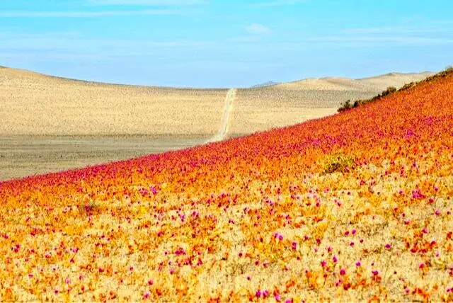 خشک ترین صحرای دنیا پر از گل شد/عکس