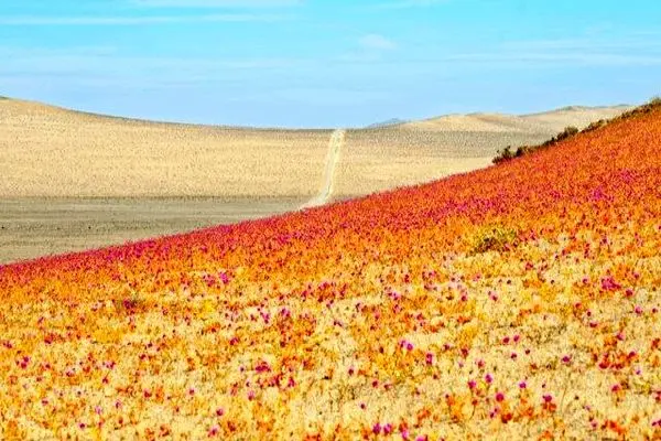 خشک ترین صحرای دنیا پر از گل شد/عکس