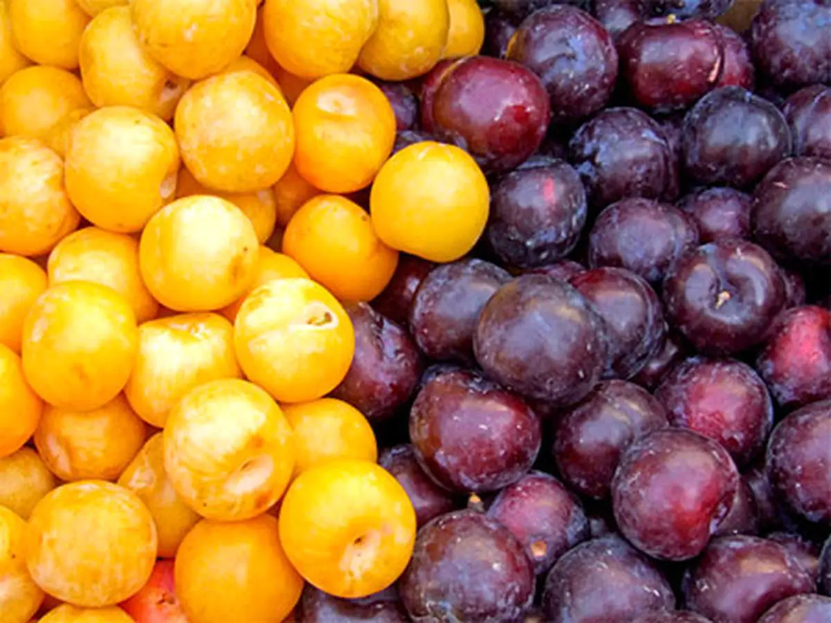 با این میوه خوشمزه از پوکی استخوان پیشگیری کنید