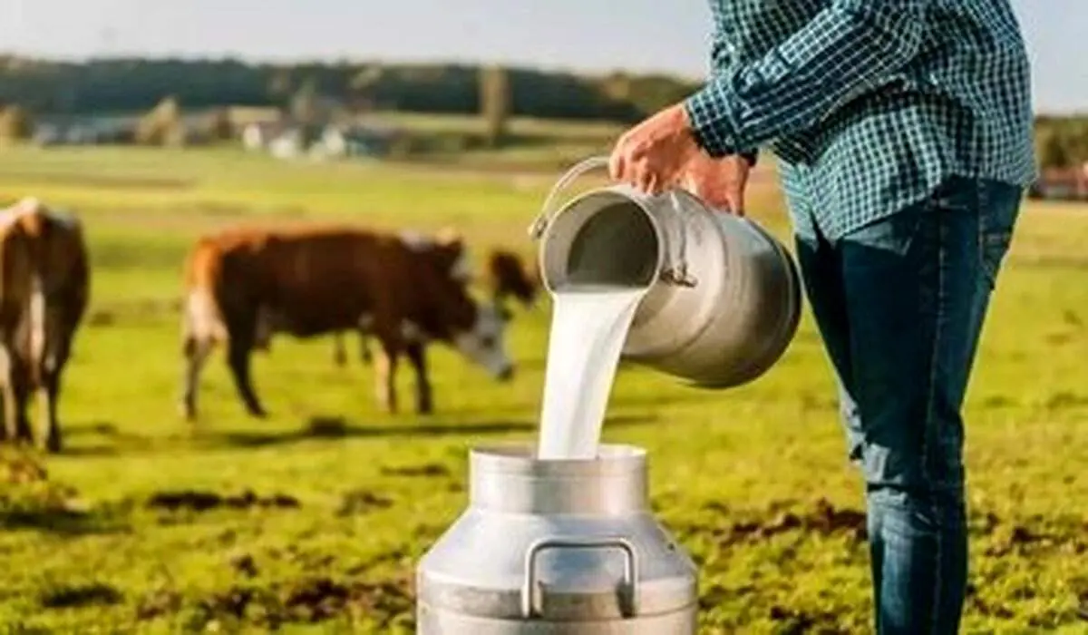 لبنیات محلی مفید است یا لبنیات پاستوریزه؟ 