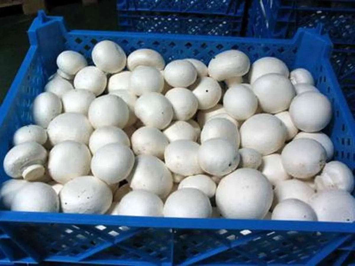 قیمت قارچ در میادین و بازارهای میوه و تره بار  