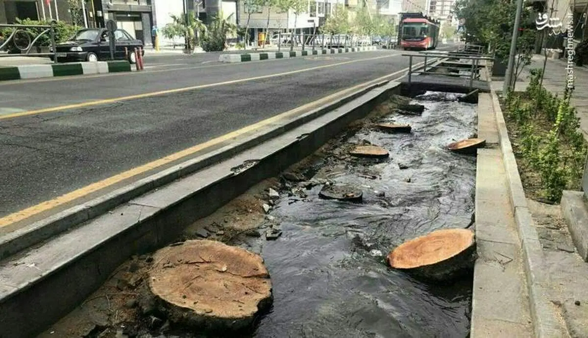 با کسی که ۱۳ چنار خیابان ولیعصر را خشکاند چه می کنند؟