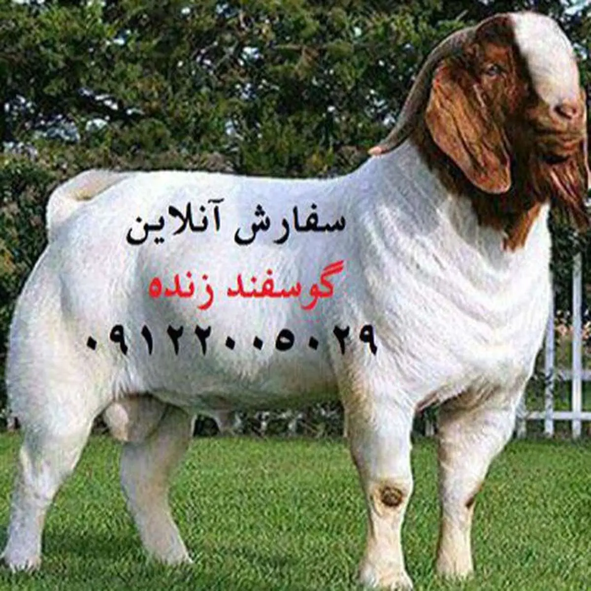 مرکز فروش گوسفند زنده چه مزایایی باید داشته باشد