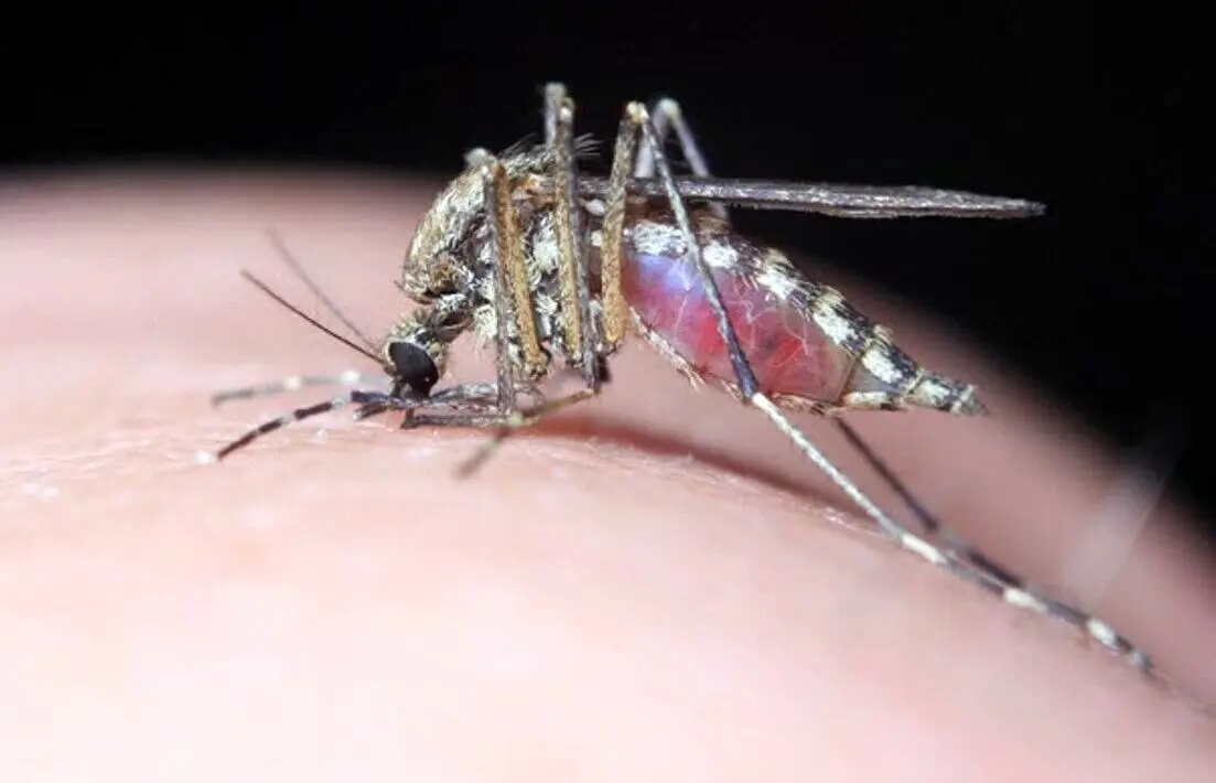 افزایش موارد تب دنگی در هرمزگان به ۲۲۵ نفر