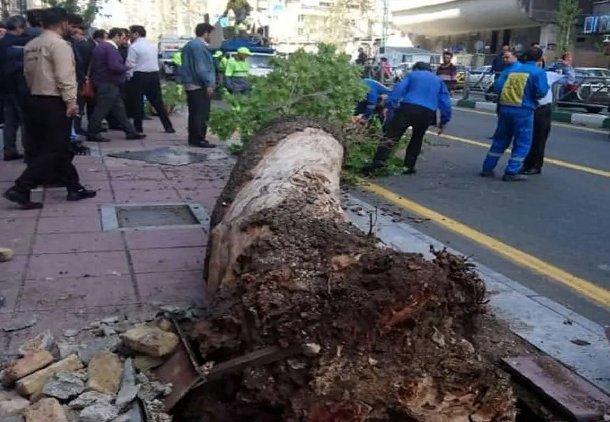 ببینید | سقوط درختان دانشگاه تهران به خیابان در اثر طوفان