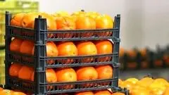 ماجرای پرتقال سمی در ایران چیست؟