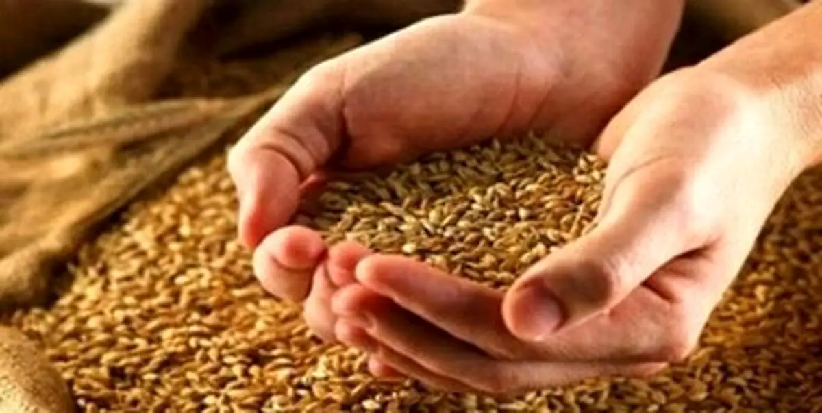 گندم «بی‌قیمت» شد؟