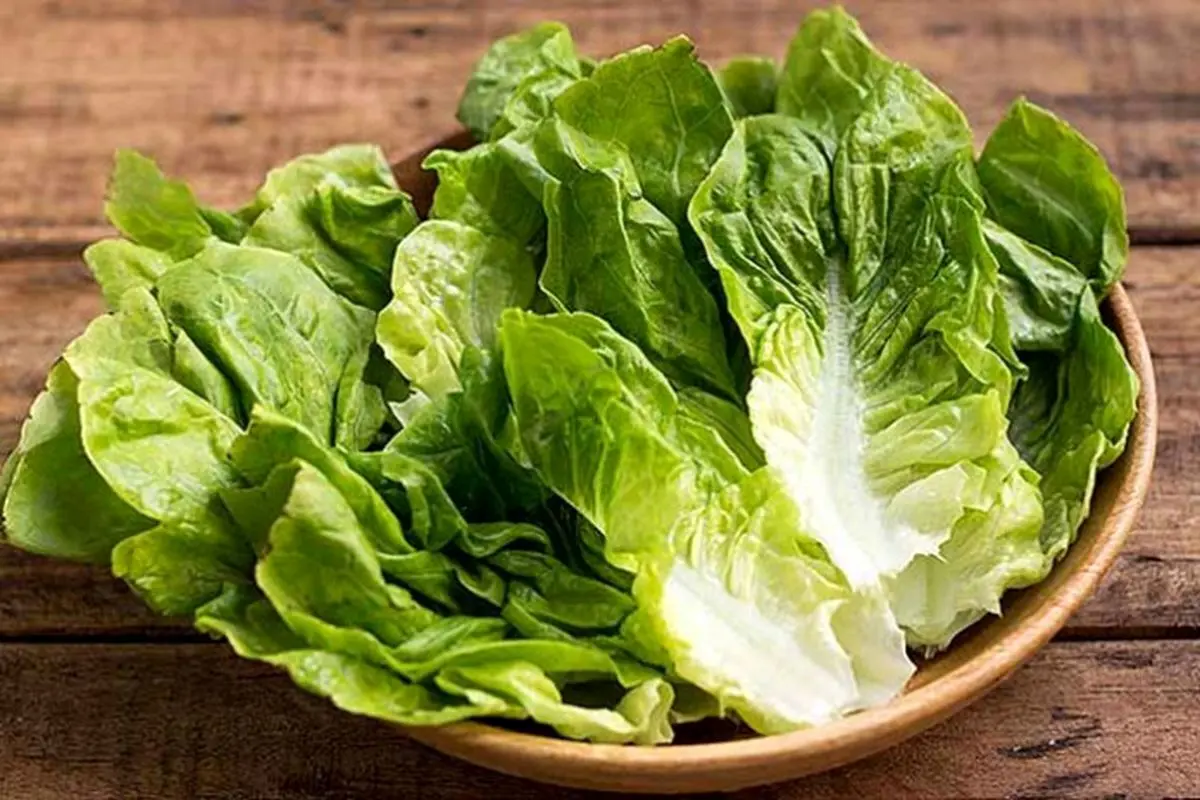 قیمت صیفی و سبزیجات هم نجومی شد/ کاهو کیلویی ۹۰ هزار تومان